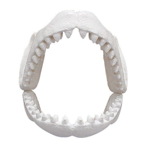 [解體拼圖][動物系列] 大白鯊